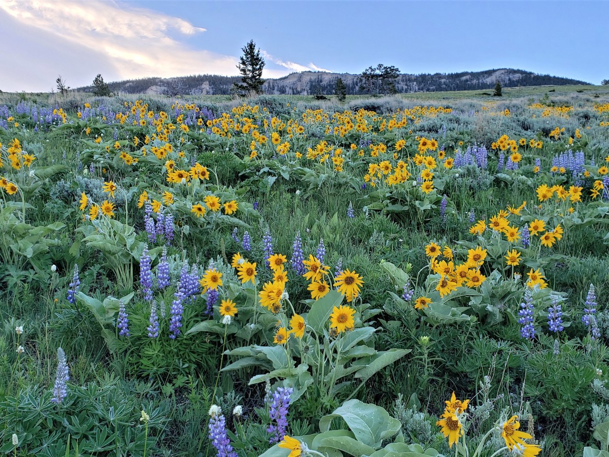 Bighorn 100M (June 17,&nbsp;2022)